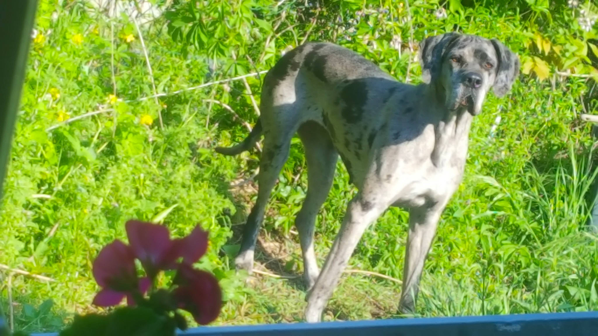 Lola a rejoint le concours — aidez-le/la à gagner de superbes lots ! canidae, carnivore, dog, dog_breed, great_dane, greyhound, hortaya_borzaya, hunting_dog, mammal, mudhol_hound, non_sporting_group, plant, pointing_breed, sighthound, sporting_group, vertebrate, working_dog