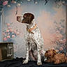 Aby a rejoint le concours — aidez-le/la à gagner de superbes lots ! animal, background, black_cloth, brown_spots, burlap_sack, calm, collar, crate, cute, decor, dog, floral_backdrop, indoor, pet, portrait, sitting, still_life, studio, stuffed_toy, vintage