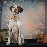 Aby participe au concours pour gagner de l'argent avec cette photo : animal, black_cloth, brown, burlap_sack, collar, crate, cute, decorative, dog, floral_backdrop, indoor, pet, plush_toy, portrait, sitting, speckled, still_life, studio, vintage_style, white