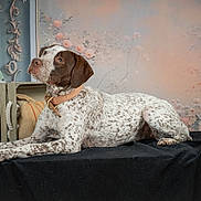 Aby participe au concours pour gagner de l'argent avec cette photo : animal, black_cloth, brown_and_white, collar, cozy, crate, curious, decor, dog, floral_background, furniture, indoor, pet, plush_toy, portrait, resting, soft_lighting, speckled, still_life, vintage_style