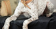Aby participe au concours pour gagner de l'argent avec cette photo : animal, brown, closeup, collar, decor, dog, ears, fabric, flower_painting, fur, indoor, looking, paws, pet, portrait, relaxed, resting, speckled, table, white