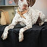 animal, brown, closeup, collar, decor, dog, ears, fabric, flower_painting, fur, indoor, looking, paws, pet, portrait, relaxed, resting, speckled, table, white