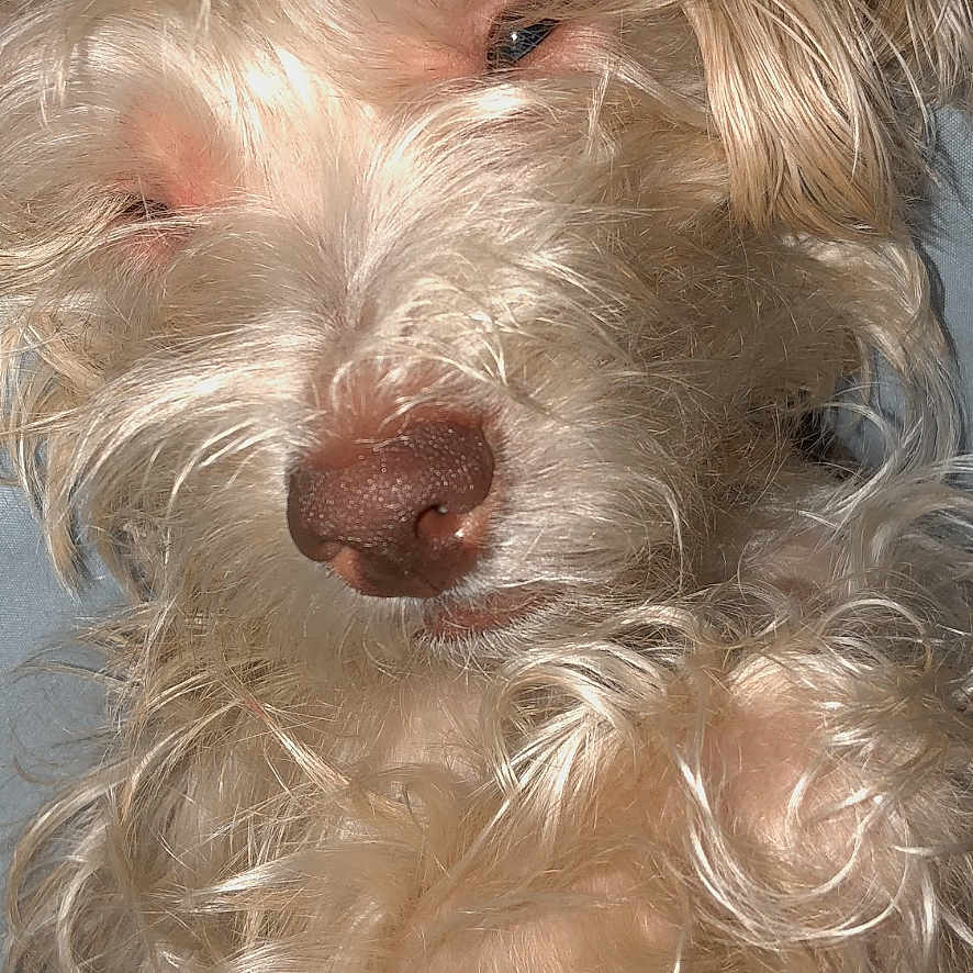 Brtny is registered to the contest to win money with this photo: dog, closeup, curly_hair, fluffy, pet, animal, portrait, sleepy, relaxed, light, fur, whiskers, nose, face, screenshot, text_overlay, mobile_screen, gallery, date, paused