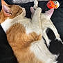 cat, cats, sleeping, snuggling, orange_cat, black_and_white_cat, paw, fur, pet, domestic_animal, close_up, indoor, resting, cuddle, soft, cute, mammal, animal, tic_tac, pillow