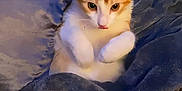 Percy is registered to the contest to win money with this photo: kitten, cat, pet, animal, orange, white, fur, blanket, soft, cozy, cute, small, indoors, resting, curious, young, feline, paw, nestled, comfort