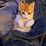 kitten, cat, pet, animal, orange, white, fur, blanket, soft, cozy, cute, small, indoors, resting, curious, young, feline, paw, nestled, comfort