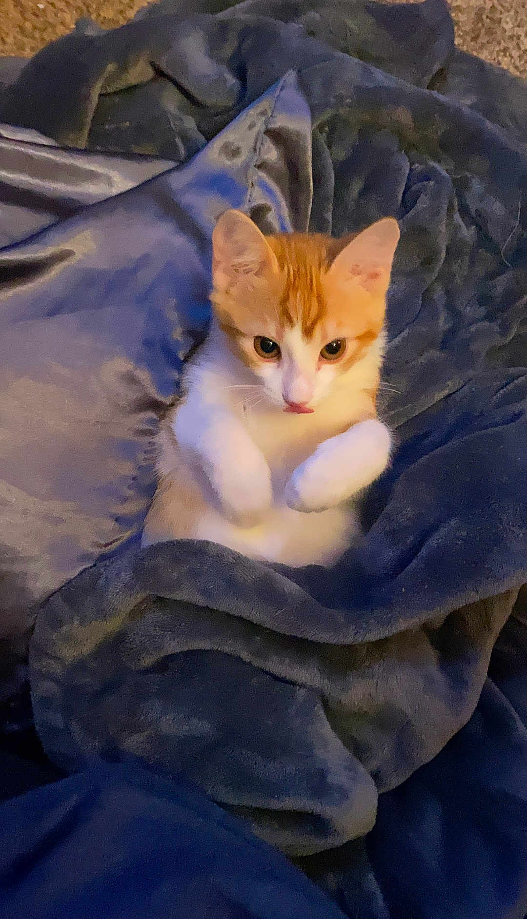 Percy