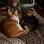 Percy is registered to the contest to win money with this photo: cat, tabby_cat, orange_cat, pets, animals, indoor, blanket, potted_plant, decor, cozy, feline, resting, cute, companions, curious, fur, whiskers, tail, home, floor