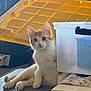 Percy joined the competition — help win amazing prizes! kitten, cat, orange_and_white, sitting, indoor, plastic_container, yellow_lid, curious, wide_eyes, soft_surface, floral_cloth, relaxed, pet, animal, feline, young_cat, domestic, cozy, background_objects, casual