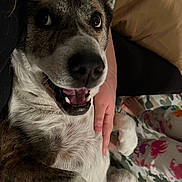 Frankie joined the competition — help win amazing prizes! dog, pet, smiling, lying_down, paw, child_hand, pajamas, indoor, floor, carpet, closeup, fur, white_fur, brown_fur, animal, companion, cute, playful, relaxed, domestic