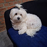 Taz a rejoint le concours — aidez-le/la à gagner de superbes lots ! animal, blanket, brick_wall, chair, companion, cozy, cute, dog, domestic, fluffy, fur, furniture, indoor, pet, portrait, relaxed, sitting, small_dog, topknot, white_dog