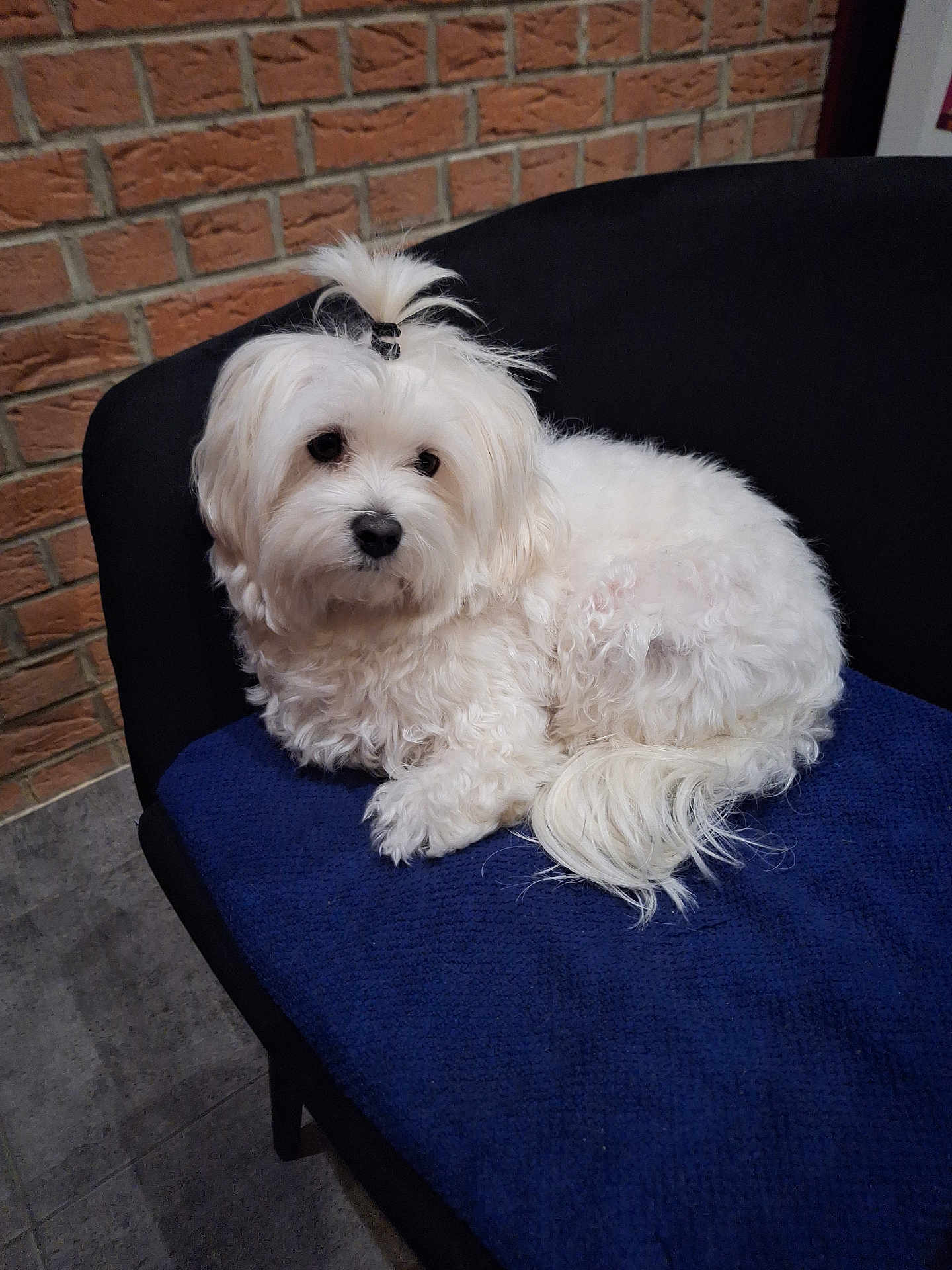 Taz
