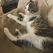 Noah a rejoint le concours — aidez-le/la à gagner de superbes lots ! aegean_cat, cat, cat_like_mammal, domestic_short_haired_cat, european_shorthair, fur, kitten, small_to_medium_sized_cats, tail, whiskers