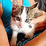 Noah participe au concours pour gagner de l'argent avec cette photo : cat, cat_like_mammal, domestic_short_haired_cat, eye, fur, kitten, nail, skin, small_to_medium_sized_cats, whiskers
