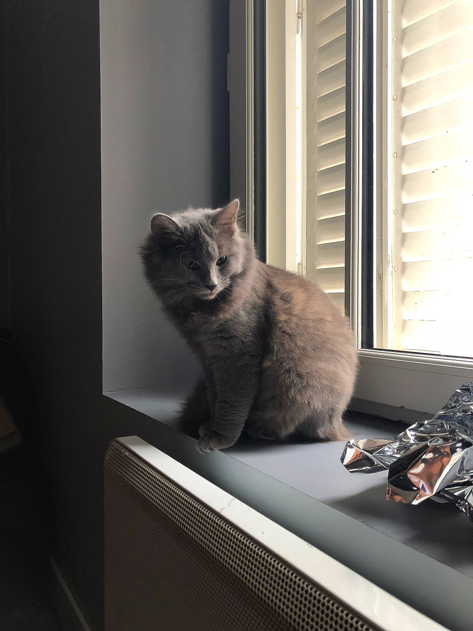 Oprah a rejoint le concours — aidez-le/la à gagner de superbes lots ! asian, british_shorthair, carnivore, cat, chartreux, domestic_short_haired_cat, european_shorthair, felidae, fur, interior_design, kitten, korat, nebelung, russian_blue, small_to_medium_sized_cats, tail, whiskers, window