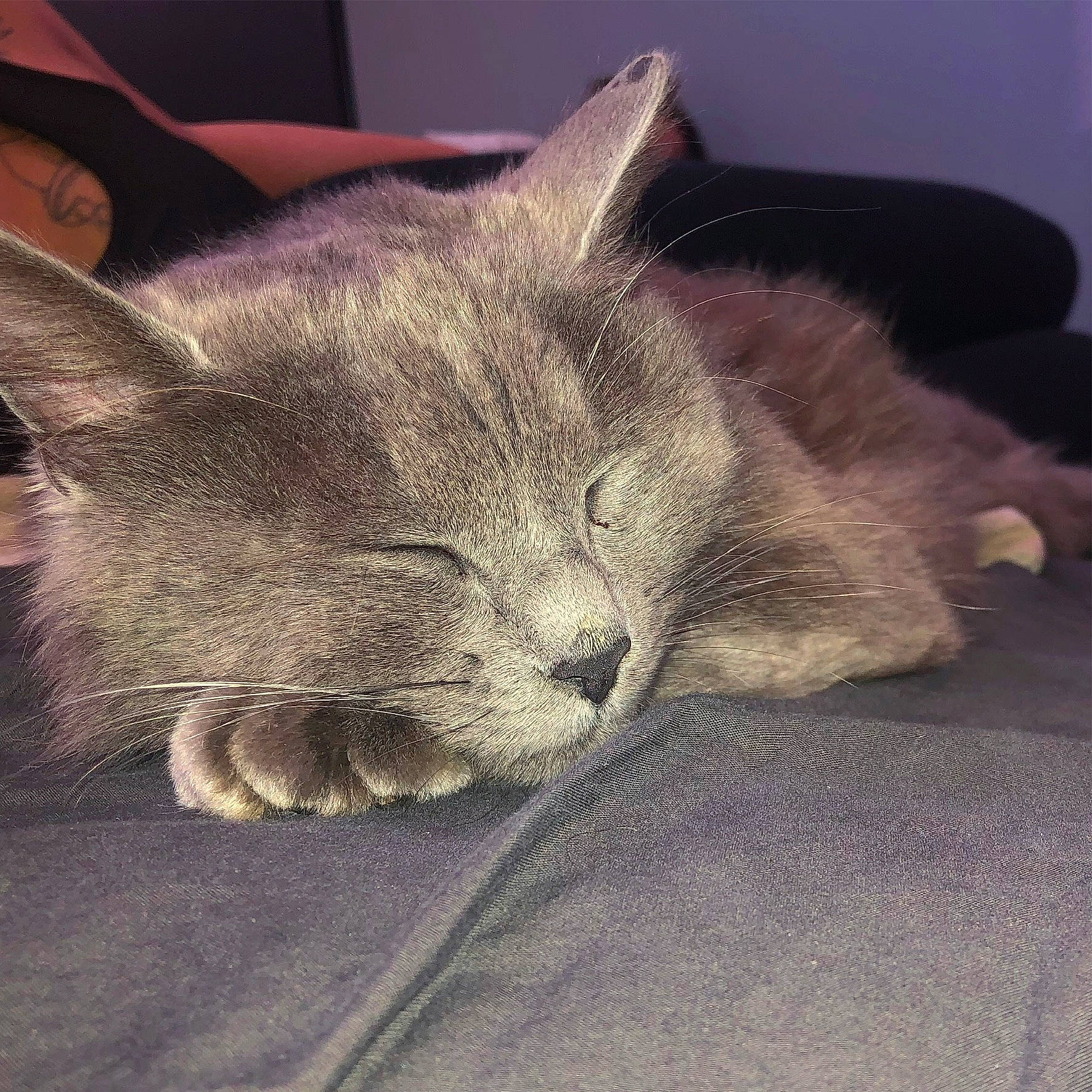 Oprah a rejoint le concours — aidez-le/la à gagner de superbes lots ! asian, british_shorthair, carnivore, cat, chartreux, domestic_short_haired_cat, ear, fawn, felidae, fur, kitten, korat, mammal, nap, nebelung, russian_blue, sleep, small_to_medium_sized_cats, snout, whiskers