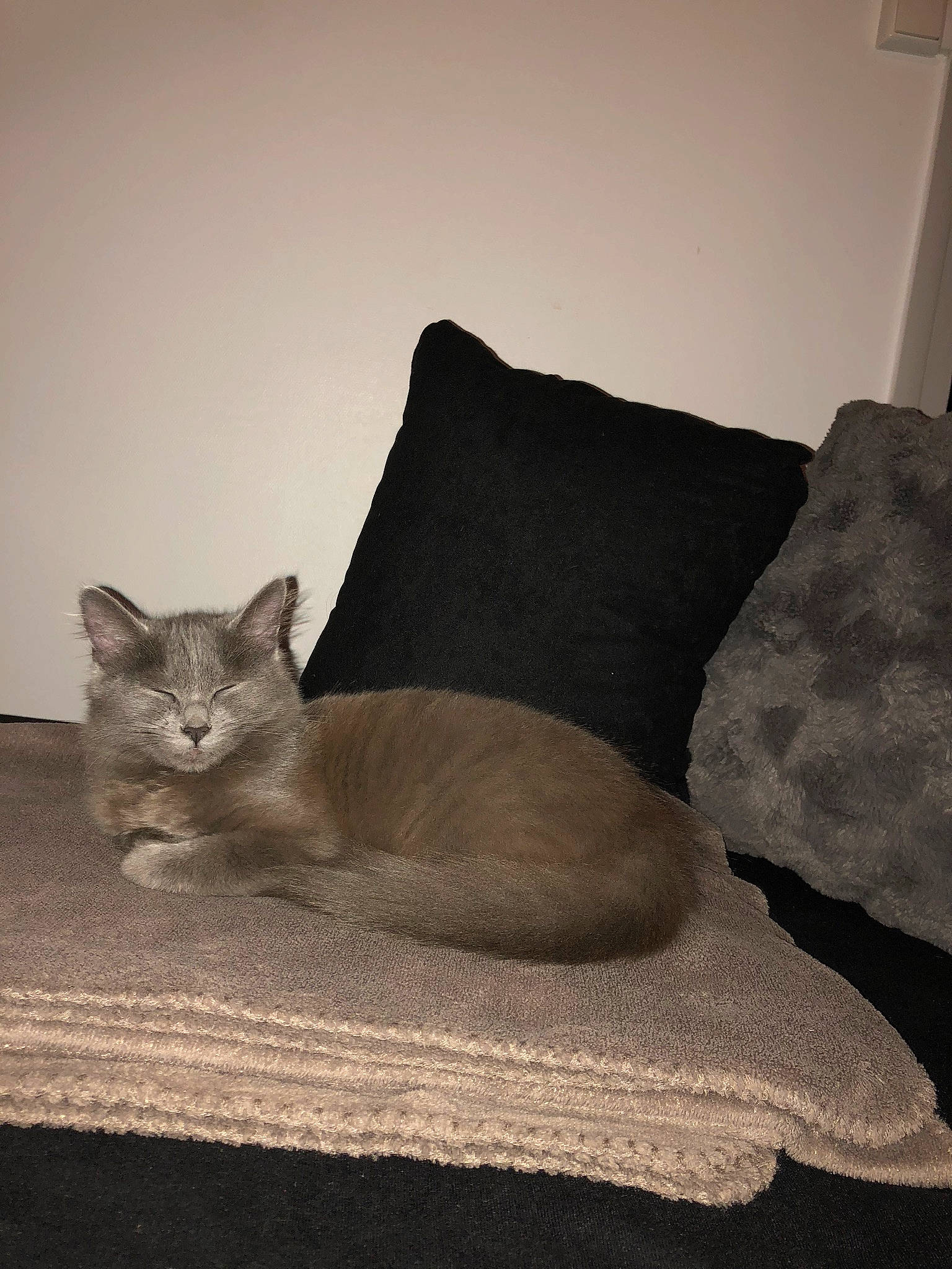 Oprah participe au concours pour gagner de l'argent avec cette photo : asian, beige, british_shorthair, burmese, burmilla, carnivore, cat, chartreux, comfort, domestic_short_haired_cat, felidae, fur, furniture, grey, kitten, russian_blue, small_to_medium_sized_cats, tail, whiskers