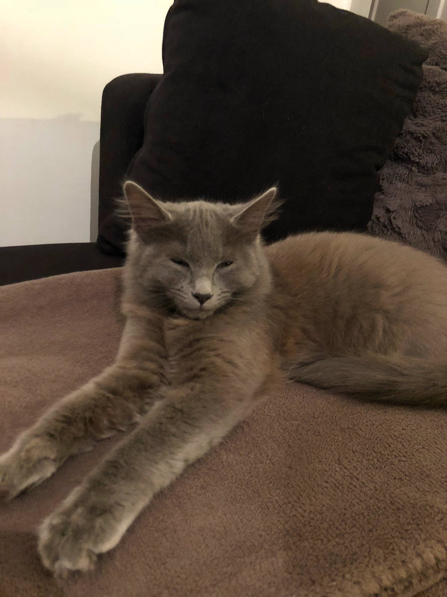 Oprah a rejoint le concours — aidez-le/la à gagner de superbes lots ! british_shorthair, carnivore, cat, chartreux, domestic_short_haired_cat, fawn, felidae, fur, kitten, mammal, nebelung, russian_blue, small_to_medium_sized_cats, whiskers