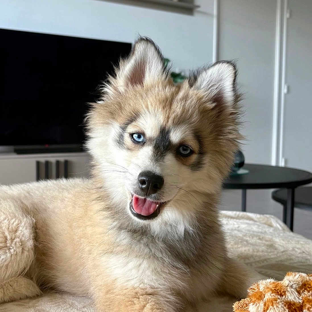 Aston participe au concours pour gagner de l'argent avec cette photo : dog, puppy, fluffy, blue_eyes, open_mouth, tongue, sitting, lying_down, pet, canine, fur, pointed_ears, bed, blanket, plush_toy, indoor, living_room, home, portrait, happy