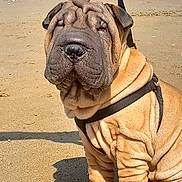 Alcapone participe au concours pour gagner de l'argent avec cette photo : dog, shar_pei, beach, sand, ocean, sky, harness, wrinkles, pet, outdoor, sunlight, leash, animal, cute, sitting, canine, nature, daytime, water, calm