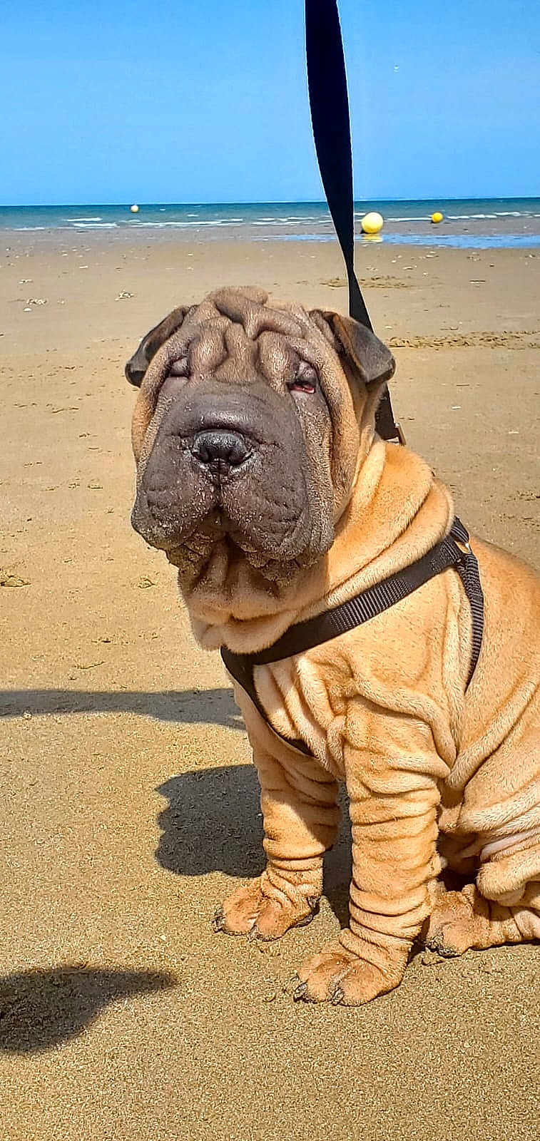 Alcapone participe au concours pour gagner de l'argent avec cette photo : dog, shar_pei, beach, sand, ocean, sky, harness, wrinkles, pet, outdoor, sunlight, leash, animal, cute, sitting, canine, nature, daytime, water, calm