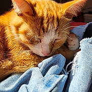 Floyd a rejoint le concours — aidez-le/la à gagner de superbes lots ! cat, orange_cat, sleeping, fur, whiskers, denim, fabric, closeup, pet, indoor, cozy, relaxing, cute, animal, paw, sunlight, soft, texture, resting, peaceful