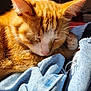animal, cat, closeup, cozy, cute, denim, fabric, fur, indoor, orange_cat, paw, peaceful, pet, relaxing, resting, sleeping, soft, sunlight, texture, whiskers