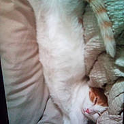 Murder Paws joined the competition — help win amazing prizes! cat, orange_and_white, sleeping, stretched_out, blanket, couch, furniture, cozy, indoor, pet, fur, relaxed, domestic_animal, whiskers, tail, paw, cute, animal, resting, home