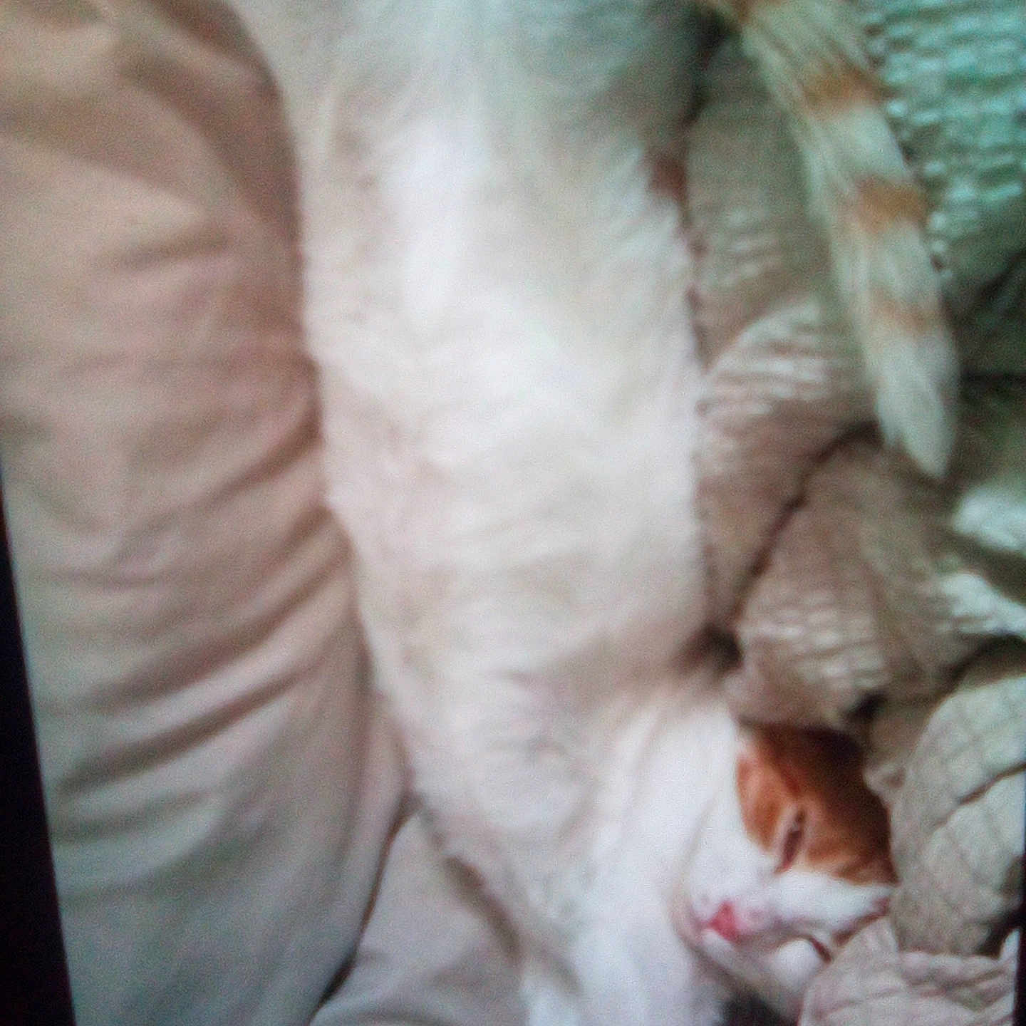 Murder Paws joined the competition — help win amazing prizes! animal, blanket, cat, couch, cozy, cute, domestic_animal, fur, furniture, home, indoor, orange_and_white, paw, pet, relaxed, resting, sleeping, stretched_out, tail, whiskers