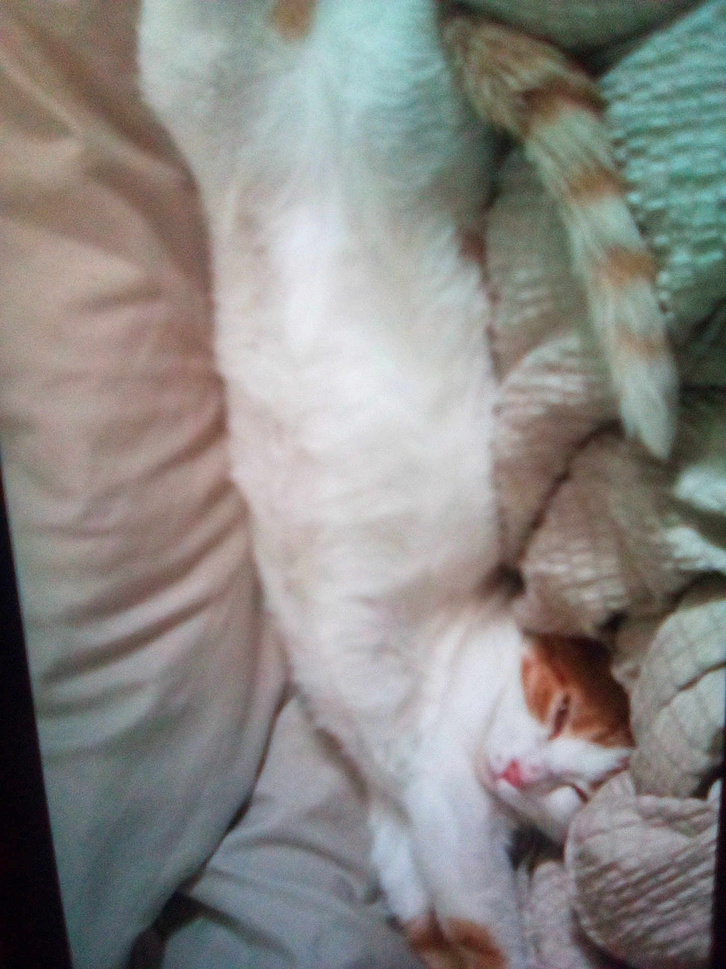 Murder Paws joined the competition — help win amazing prizes! cat, orange_and_white, sleeping, stretched_out, blanket, couch, furniture, cozy, indoor, pet, fur, relaxed, domestic_animal, whiskers, tail, paw, cute, animal, resting, home