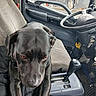 animal, black_dog, brown_eyes, canine, car_seat, closeup, curious, dashboard, dog, door, floor_mat, gear_shift, indoor, keys, pet, seat, steering_wheel, transport, vehicle_interior, window