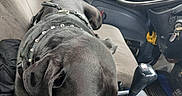 Coby is registered to the contest to win money with this photo: animal, black_dog, canine, car_interior, dashboard, dog, door, floor_mat, gear_shift, harness, interior, keys, passenger_seat, pet, resting, seat, side_mirror, steering_wheel, vehicle, window