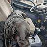 animal, black_dog, canine, car_interior, dashboard, dog, door, floor_mat, gear_shift, harness, interior, keys, passenger_seat, pet, resting, seat, side_mirror, steering_wheel, vehicle, window