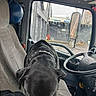 Coby is registered to the contest to win money with this photo: black_dog, coat, collar, dashboard, daytime, dog, fan, gray_seat, metal, outdoor, parking_lot, rain, rain_drops, reflection, seat, side_mirror, steering_wheel, urban, vehicle_interior, window