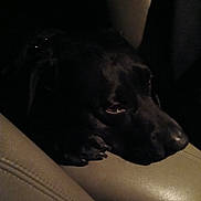 Coby is registered to the contest to win money with this photo: animal, beige, black_dog, calm, canine, closeup, comfort, dark, dog, face, fur, head, indoor, leather, low_light, pet, quiet, resting, seat, shadow