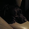 animal, beige, black_dog, calm, canine, closeup, comfort, dark, dog, face, fur, head, indoor, leather, low_light, pet, quiet, resting, seat, shadow