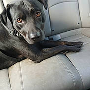Coby is registered to the contest to win money with this photo: animal, black_dog, brown_eyes, canine, car_interior, car_seat, close_up, collar, dog, domestic_animal, ears, fur, indoor, leather_seat, looking, pet, resting, side_view, sitting, vehicle