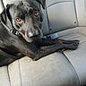 animal, black_dog, brown_eyes, canine, car_interior, car_seat, close_up, collar, dog, domestic_animal, ears, fur, indoor, leather_seat, looking, pet, resting, side_view, sitting, vehicle