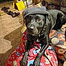animal, armchair, black_dog, blanket, carpet, cozy, cute, dog, domestic, furniture, hat, home, indoor, living_room, mirror, patterned_fabric, pet, red_blanket, resting, slippers