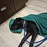 animal, black_dog, blue_leash, cabinet, calm, collar, dog, domestic, floor, green_towel, home, indoor, leash, paws, pet, quiet, resting, sleeping, towel, wooden_floor