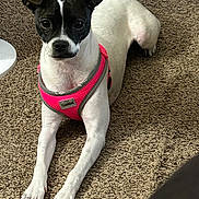 Prissy is registered to the contest to win money with this photo: dog, pet, canine, black_and_white, harness, carpet, indoor, animal, lying_down, small_dog, alert, ears_up, short_hair, cute, domestic, mammal, companion, front_legs, floor, looking_at_camera