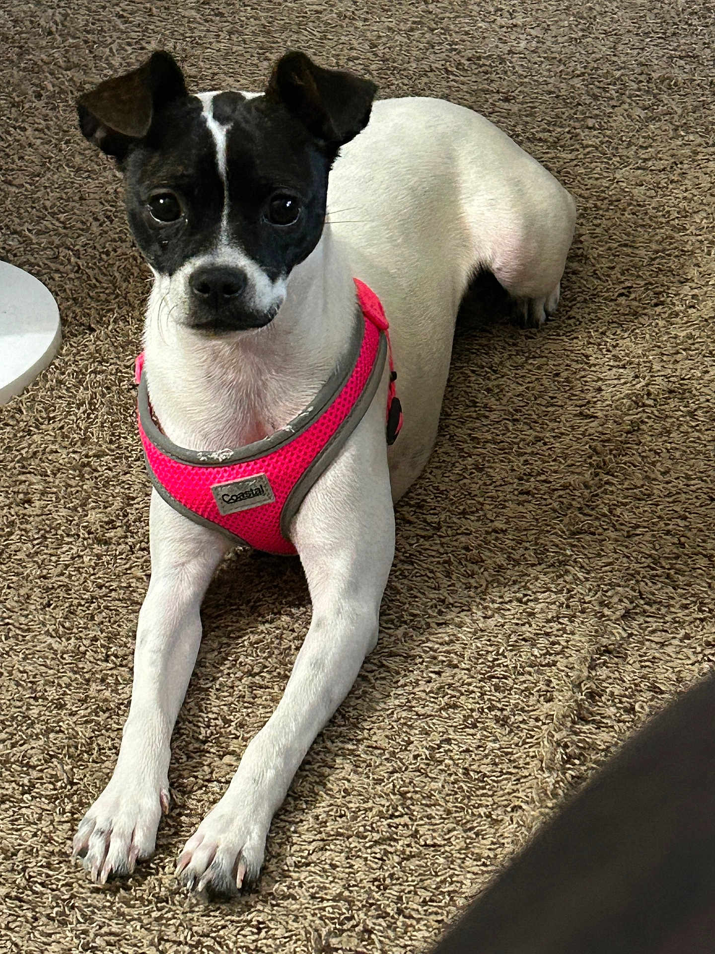 Prissy