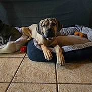 Roxie Blu is registered to the contest to win money with this photo: animal, black_dog_bed, brown_dog, canine, companion, cozy, curious_dog, dog_bed, ears, floor, furniture, home, indoor, laying_down, pet, plush_toy, puppy, relaxed, resting, tile_floor