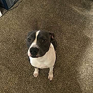 Renee joined the competition — help win amazing prizes! dog, pet, carpet, indoor, brown_carpet, black_and_white, canine, fur, ears, eyes, sitting, looking_up, animal, domestic_animal, floor, cute, alert, companion, friendly, waiting