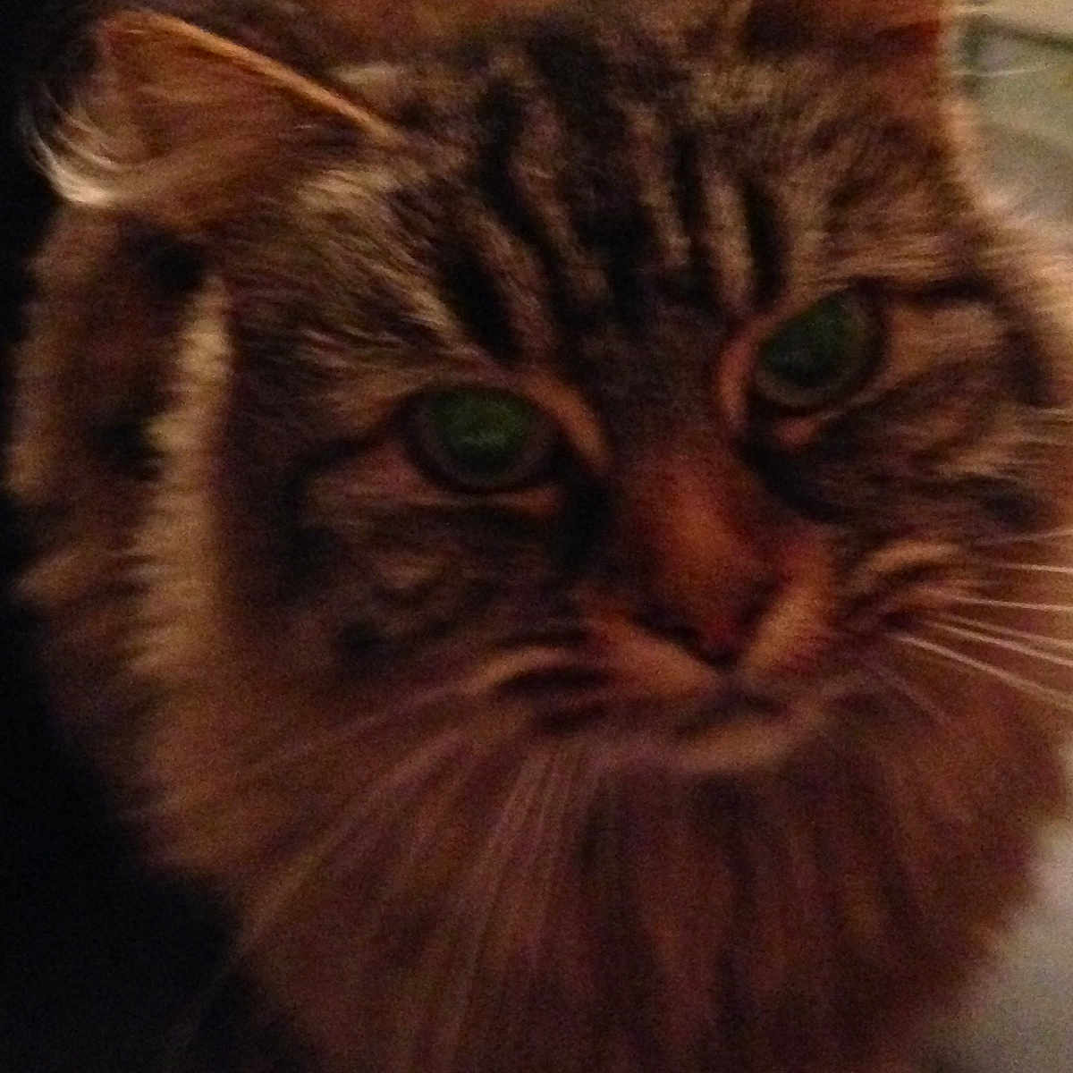 Lady