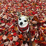 Billie is registered to the contest to win money with this photo: animal, autumn, brown_leaves, canine, curious, cute, dog, fall, fall_leaves, forest_floor, leaf_litter, leaves, nature, orange_leaves, outdoor, pet, plaid_harness, red_leaves, seasonal, small_dog