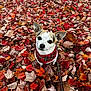 animal, autumn, brown_leaves, canine, curious, cute, dog, fall, fall_leaves, forest_floor, leaf_litter, leaves, nature, orange_leaves, outdoor, pet, plaid_harness, red_leaves, seasonal, small_dog