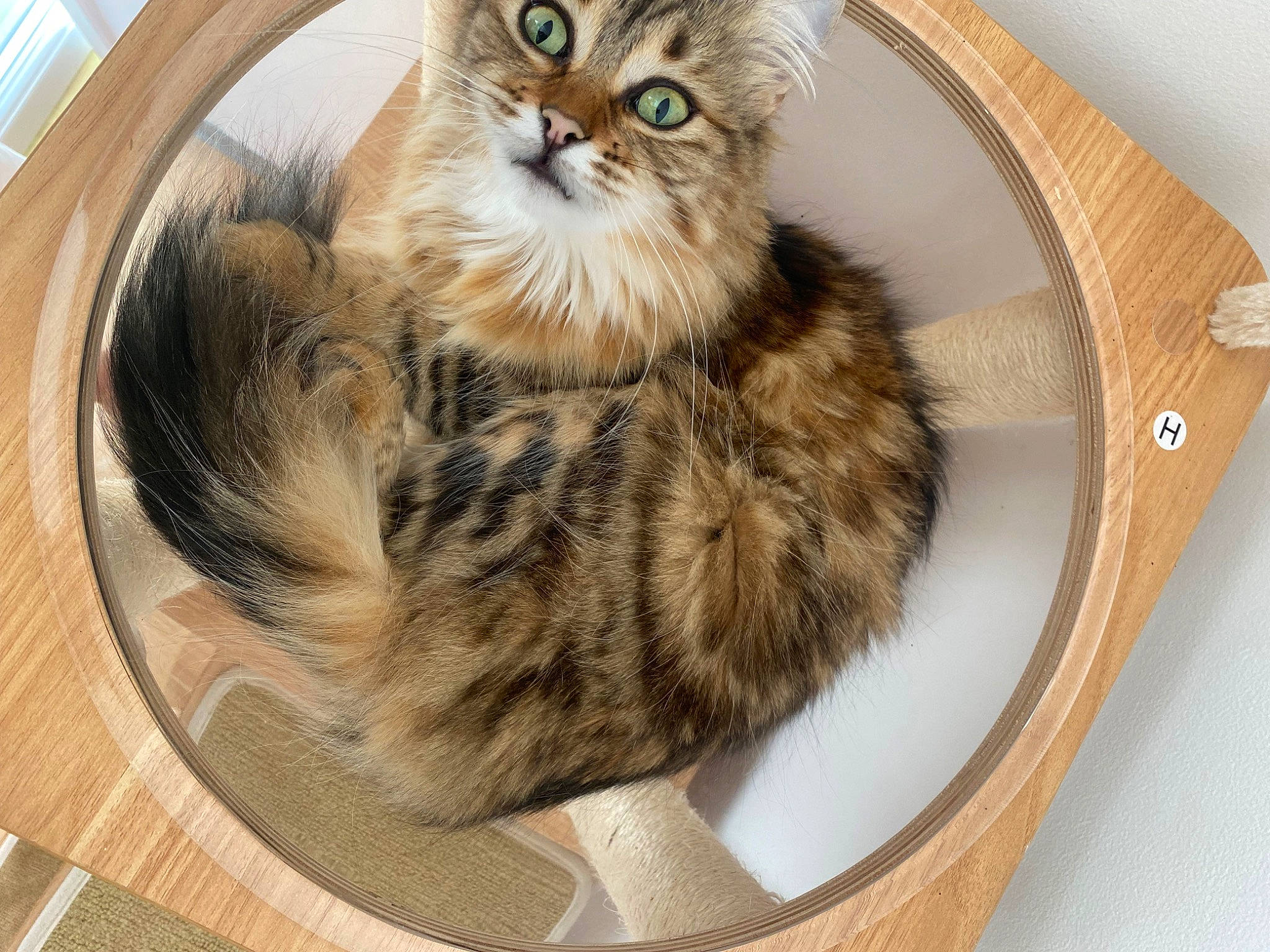 Kimiko a rejoint le concours — aidez-le/la à gagner de superbes lots ! carnivore, cat, cat_supply, claw, comfort, domestic_short_haired_cat, fawn, felidae, fur, paw, small_to_medium_sized_cats, snout, tail, terrestrial_animal, whiskers, wood