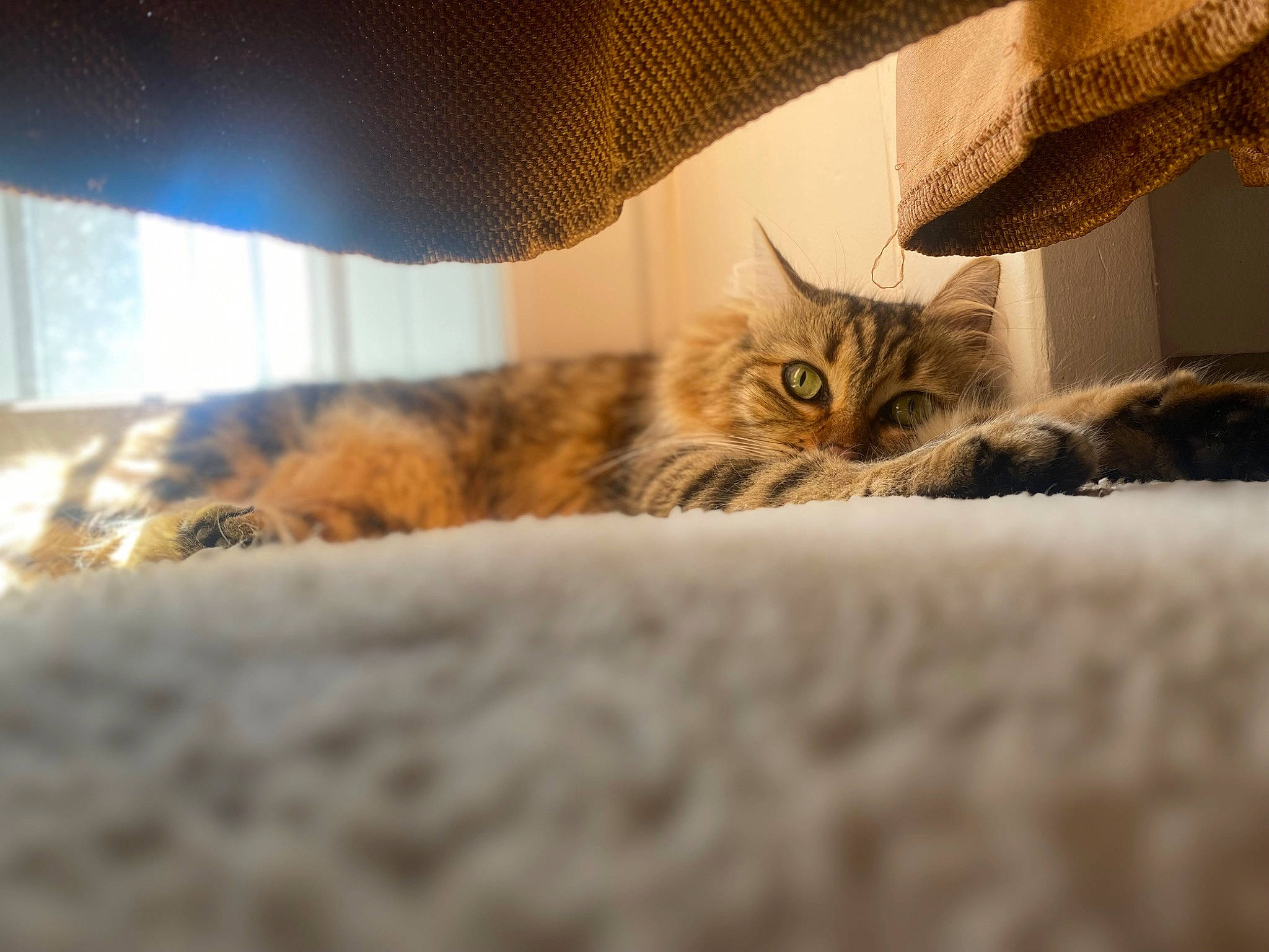 Kimiko participe au concours pour gagner de l'argent avec cette photo : bed, bedding, brown, carnivore, cat, comfort, domestic_short_haired_cat, felidae, flooring, fur, hardwood, lamp, lampshade, linens, paw, room, small_to_medium_sized_cats, textile, whiskers, wood