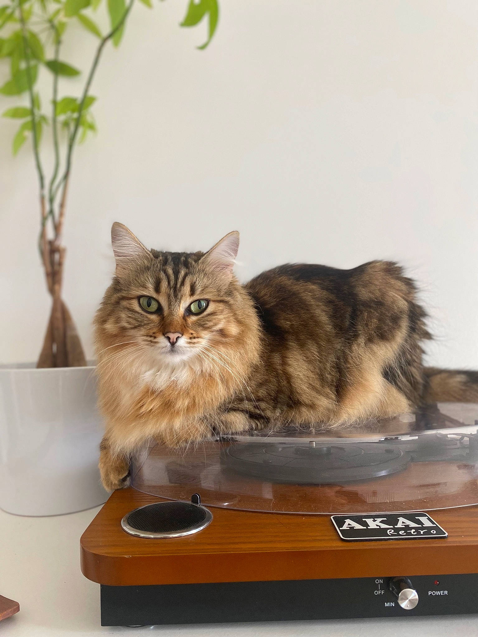 Kimiko participe au concours pour gagner de l'argent avec cette photo : box, carnivore, cat, cat_supply, domestic_short_haired_cat, fawn, felidae, fur, maine_coon, plant, small_to_medium_sized_cats, snout, terrestrial_animal, whiskers, wildlife